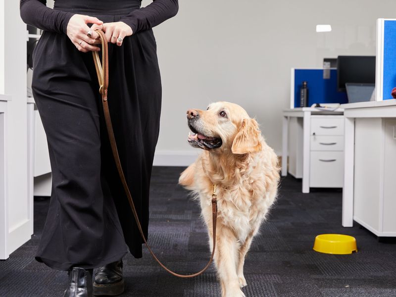 Dog store friendly workplace